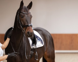 dressage horse Chester Blue (Oldenburg show jumper, 2015, from Chaccato)