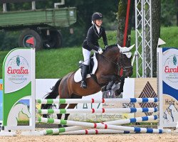 broodmare Sk Szeder (Hucul, 2013, from Goral)