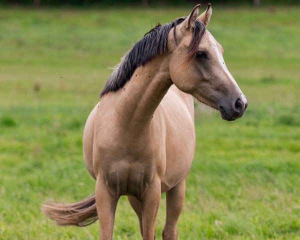 horse Valou (German Riding Pony, 2021, from Valido's Grey Star G)