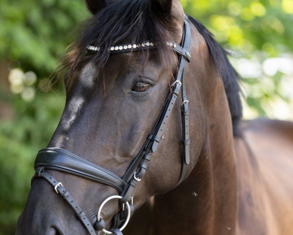 horse Casanova (Westphalian, 2015, from Christiano)