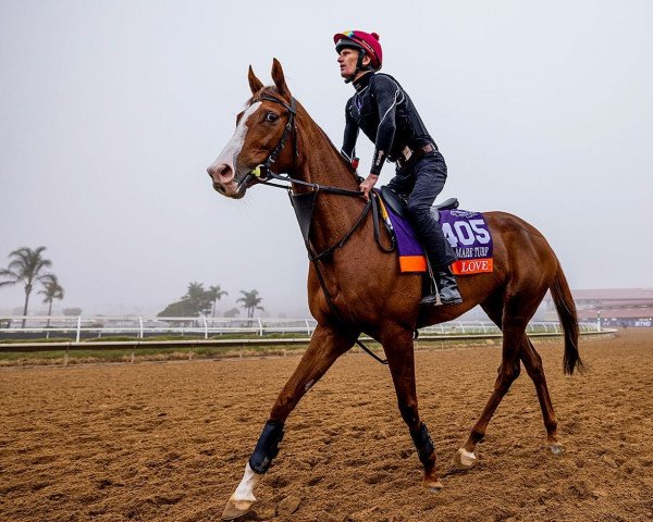 horse Love xx (Thoroughbred, 2017, from Galileo xx)