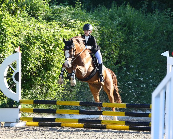 dressage horse Waterdieks Trouble Spot (German Riding Pony, 2007, from Traumfürst)