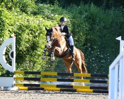 jumper Waterdieks Trouble Spot (German Riding Pony, 2007, from Traumfürst)