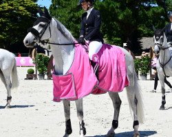 Springpferd Claritender (Holsteiner, 2013, von Clarimo Ask)