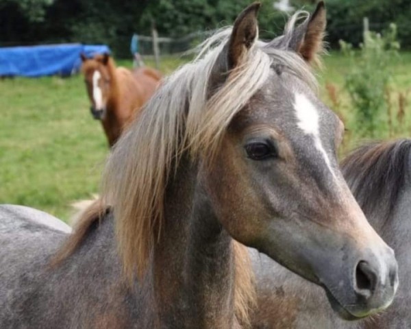 jumper Magic Sid (German Riding Pony, 2020, from Magic Friday B WE) jumper Magic Sid (German Riding Pony, 2020, from Magic Friday B WE)
