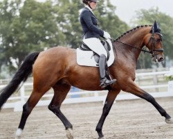 dressage horse Full House Figo (Hanoverian, 2017, from Fürst Belissaro)