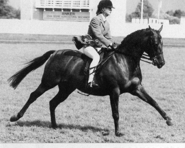 horse Long River Melody (Arab half breed / Partbred, 1987, from Whalton Seventh Heaven)