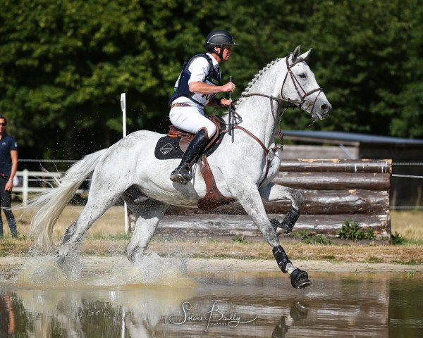 horse Dingo Louvo (Selle Français, 2013, from Ugano Sitte)