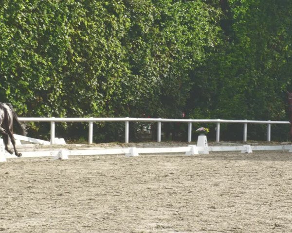 Reitturnier Zillhofen/Obb. 2023