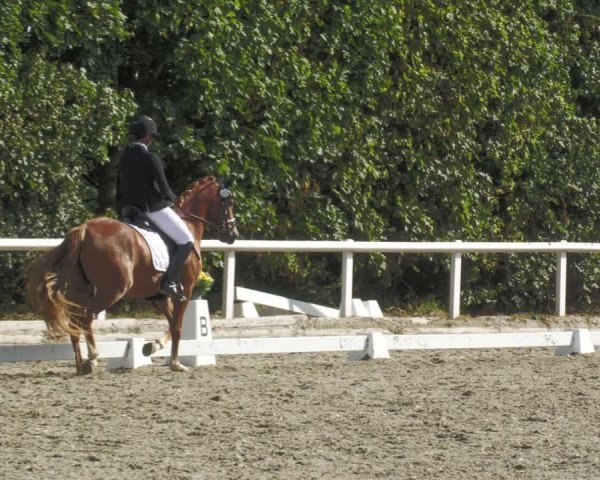 Reitturnier Zillhofen/Obb. 2023