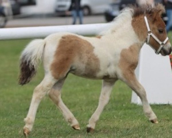horse Pino vom Burgblick (Shetland pony (under 87 cm), 2023, from Hahns Piccolo Grande)