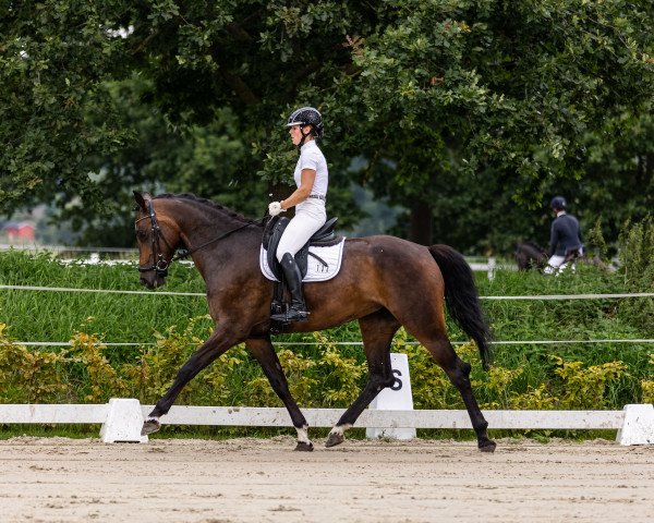 broodmare Quinzessin HB (Holsteiner, 2019, from Quantensprung 3) broodmare Quinzessin HB (Holsteiner, 2019, from Quantensprung 3)