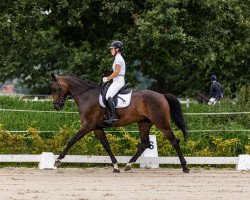 broodmare Quinzessin HB (Holsteiner, 2019, from Quantensprung 3)