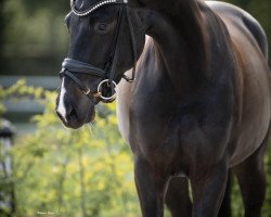 dressage horse Dream Girl 77 (Hanoverian, 2018, from Diamond Hit)