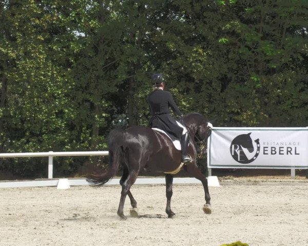 Reitturnier Zillhofen/Obb. 2023