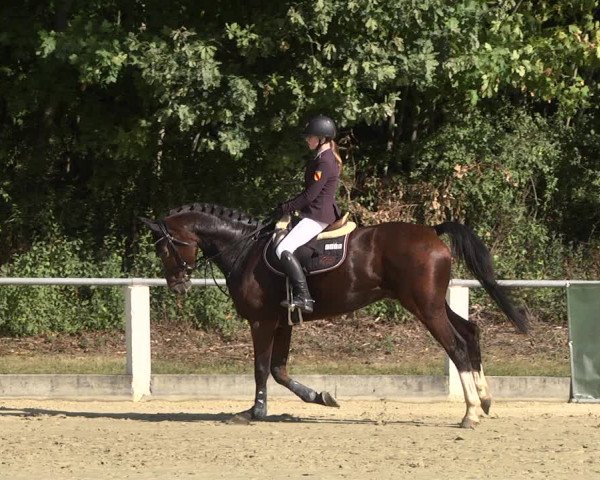 Reitturnier Forst 2021