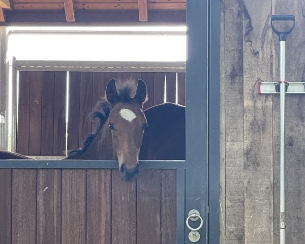 horse Casio (Oldenburg show jumper, 2023, from Coros NRW)