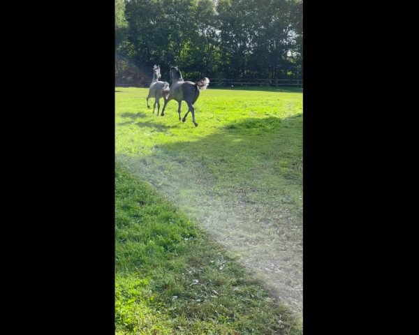 Video von Loriol I