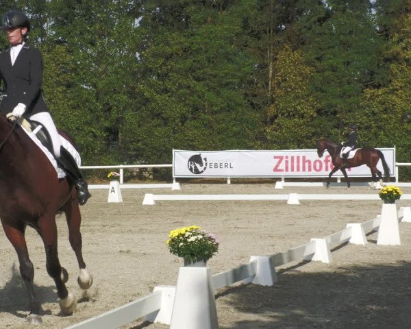 Reitturnier Zillhofen/Obb. 2023