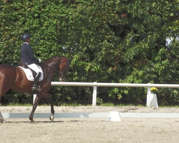 Reitturnier Zillhofen/Obb. 2023