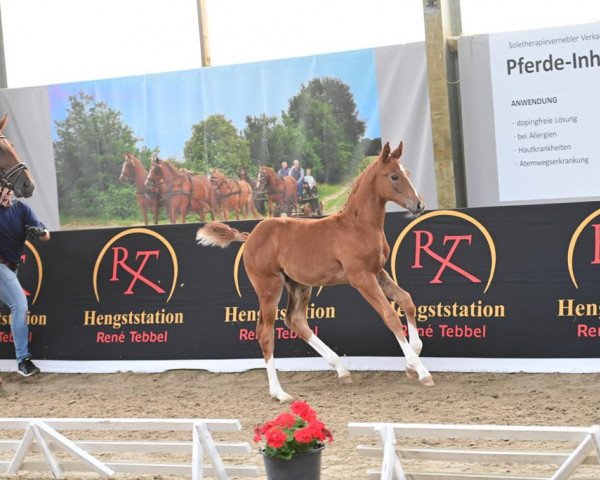 horse Duplo S (Westphalian, 2023, from Dia Corrado)