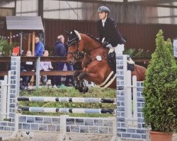 jumper Dalia 88 (Westphalian, 2017, from Diathago)