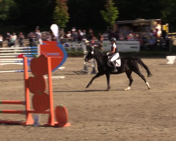 Reitturnier Lgl.-Oberhain, B95 2021