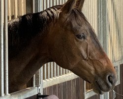 jumper Safe Santo (Hanoverian, 2014, from FRH Schorsch)