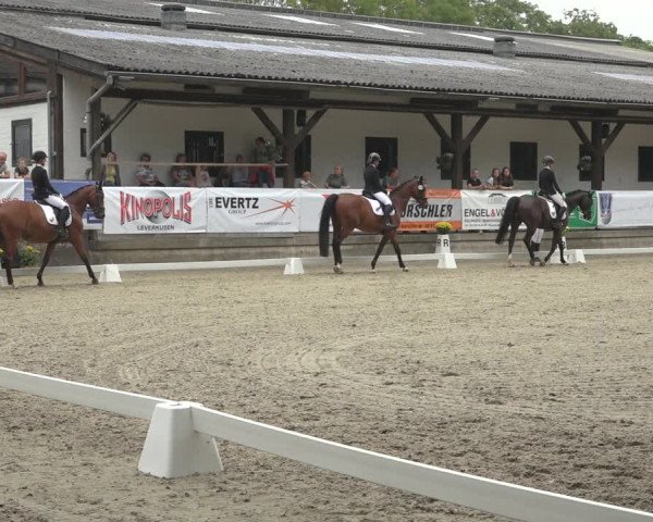 Reitturnier Solingen 2023
