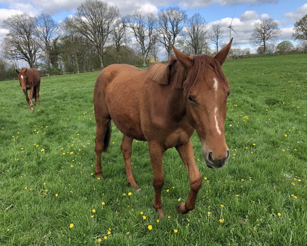 horse Hannes (Trakehner, 2021, from Blanc Pain)
