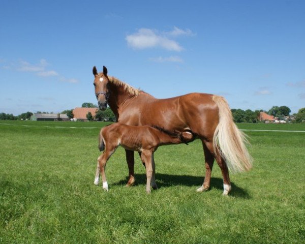 Fattrice Lataine (KWPN (Warmblood olandese), 1993, di Edison)