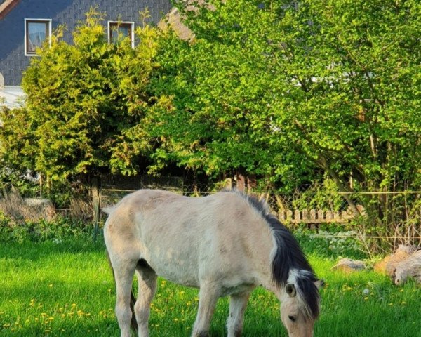broodmare Freiya von Katjendal (Fjord Horse, 1996, from Hendryk)