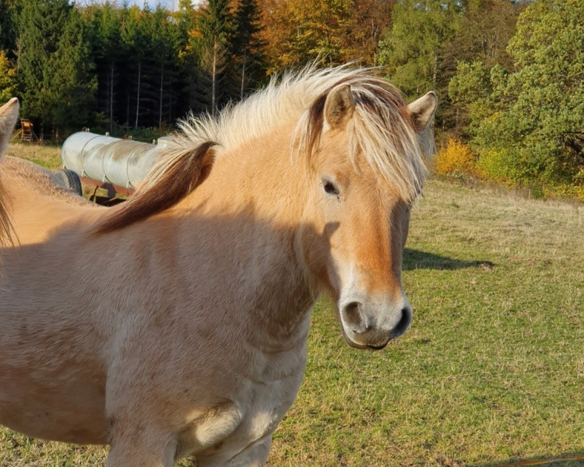 Jument d'élevage Flora vom Katjendal (Cheval Fjord, 2018, de Jonathan)