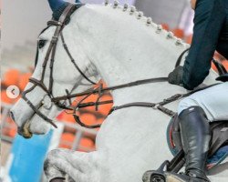 jumper Janning (KWPN (Royal Dutch Sporthorse), 2014, from VDL Cardento 933)