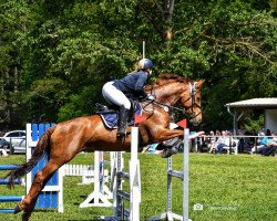 Springpferd Carlotta Aurora (Deutsches Sportpferd, 2016, von Captain Olympic)