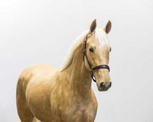 horse Phontaine (KWPN (Royal Dutch Sporthorse), 2020, from Tinka's Boy)