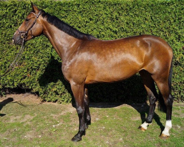 broodmare Klara (Holsteiner, 2017, from Quibery 3) broodmare Klara (Holsteiner, 2017, from Quibery 3)
