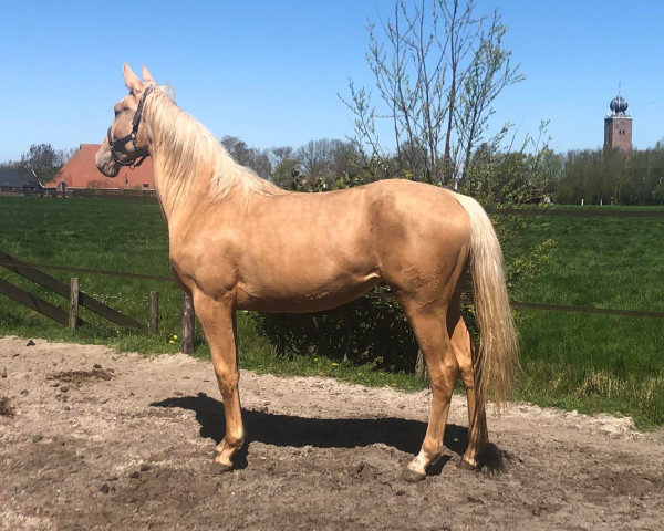 horse Rosaine (KWPN (Royal Dutch Sporthorse), 2021, from Tinka's Boy)
