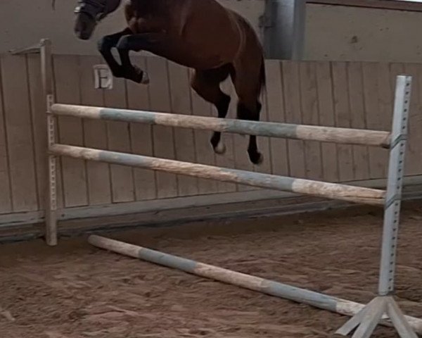 horse Nature One 3 (Hungarian Warmblood, 2019, from Alfy)