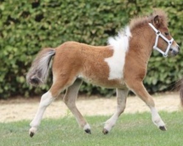 broodmare Piccolina vom Burgblick (Shetland pony (under 87 cm), 2023, from Hahns Piccolo Grande)