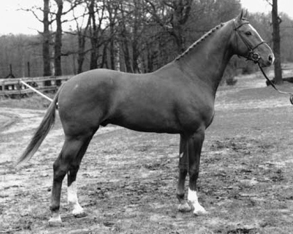 stallion Edison (KWPN (Royal Dutch Sporthorse), 1986, from Notaris)