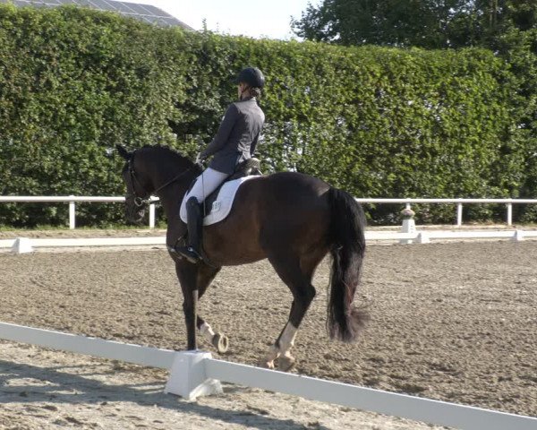 Reitturnier Zillhofen/Obb. 2023