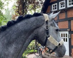 jumper Dexter C (Hanoverian, 2016, from Diacontinus)