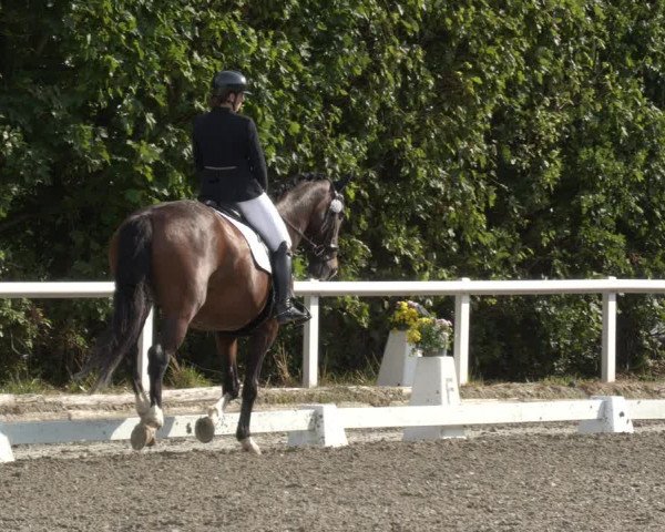 Reitturnier Zillhofen/Obb. 2023