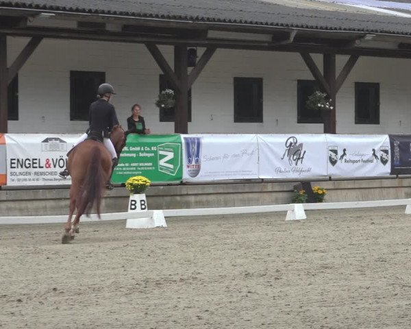 Reitturnier Solingen 2023