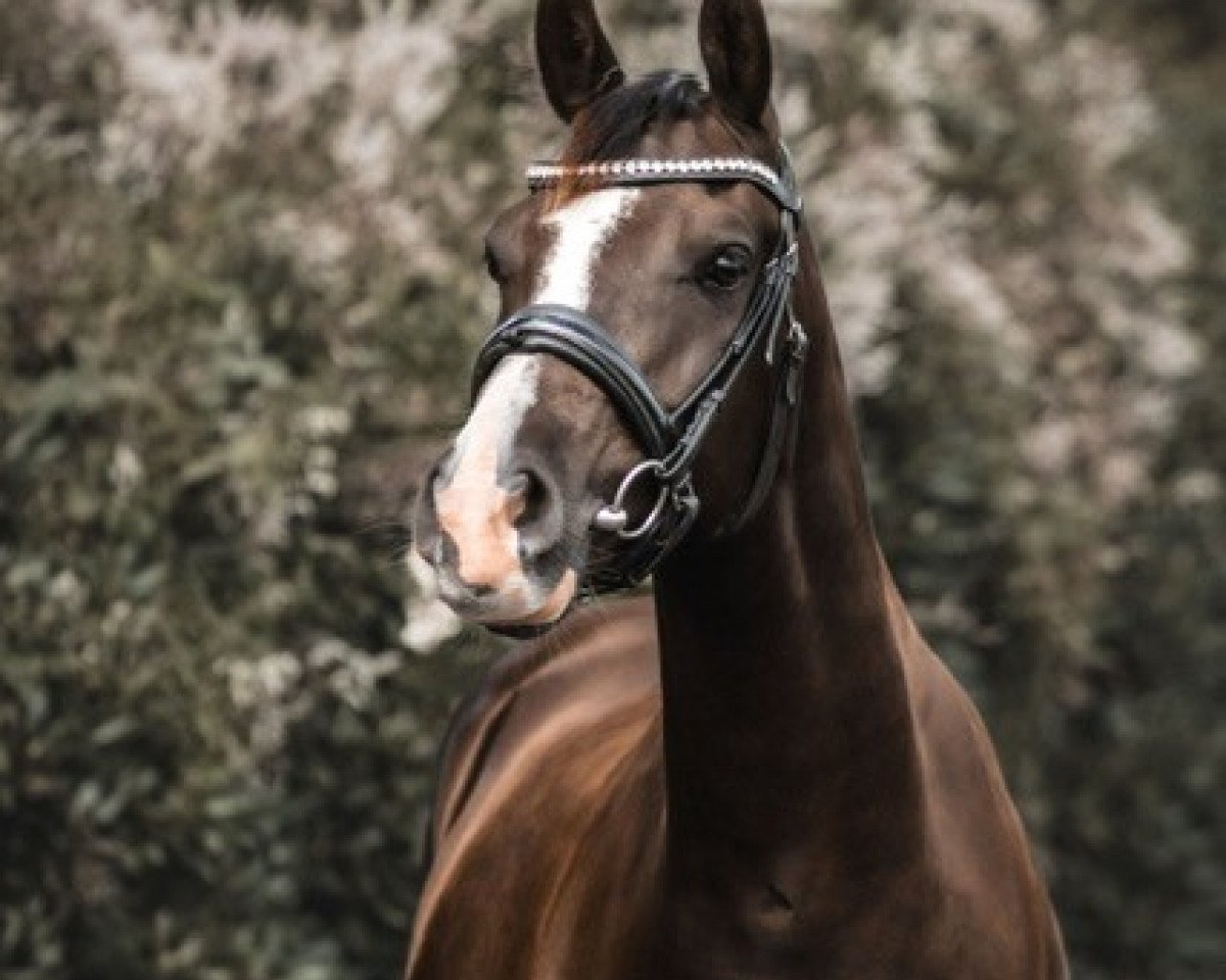 Pferd Descarado (Deutsches Reitpony, 2017, von Erfttal Duncan)