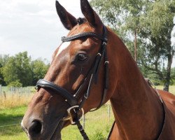dressage horse De La Sol 3 (Hanoverian, 2009, from De Niro)