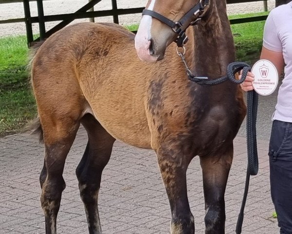 horse Soulmate to be (Westphalian, 2023, from Skyline To B)