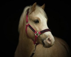 dressage horse Hope Kennith (Welsh mountain pony (SEK.A), 2012)