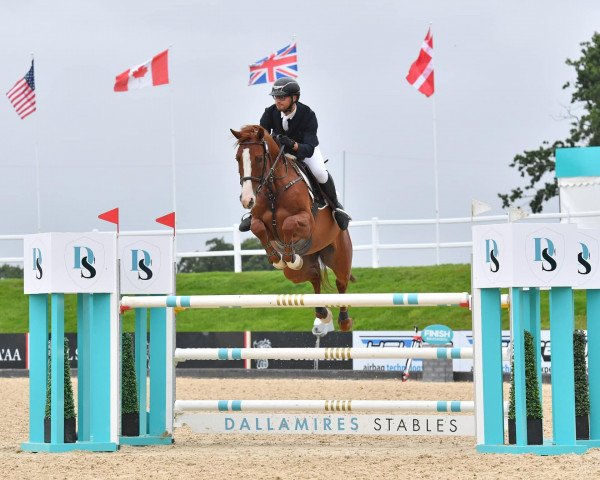 horse Maximus (KWPN (Royal Dutch Sporthorse), 2017, from Corporal VDL)